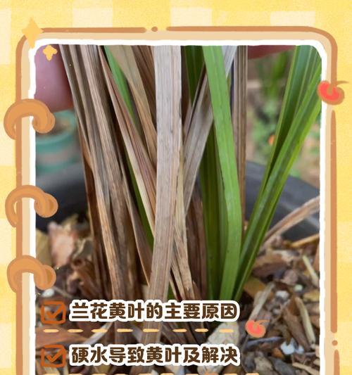 兰花出现干枯现象的原因是什么？如何有效解决兰花干枯问题？