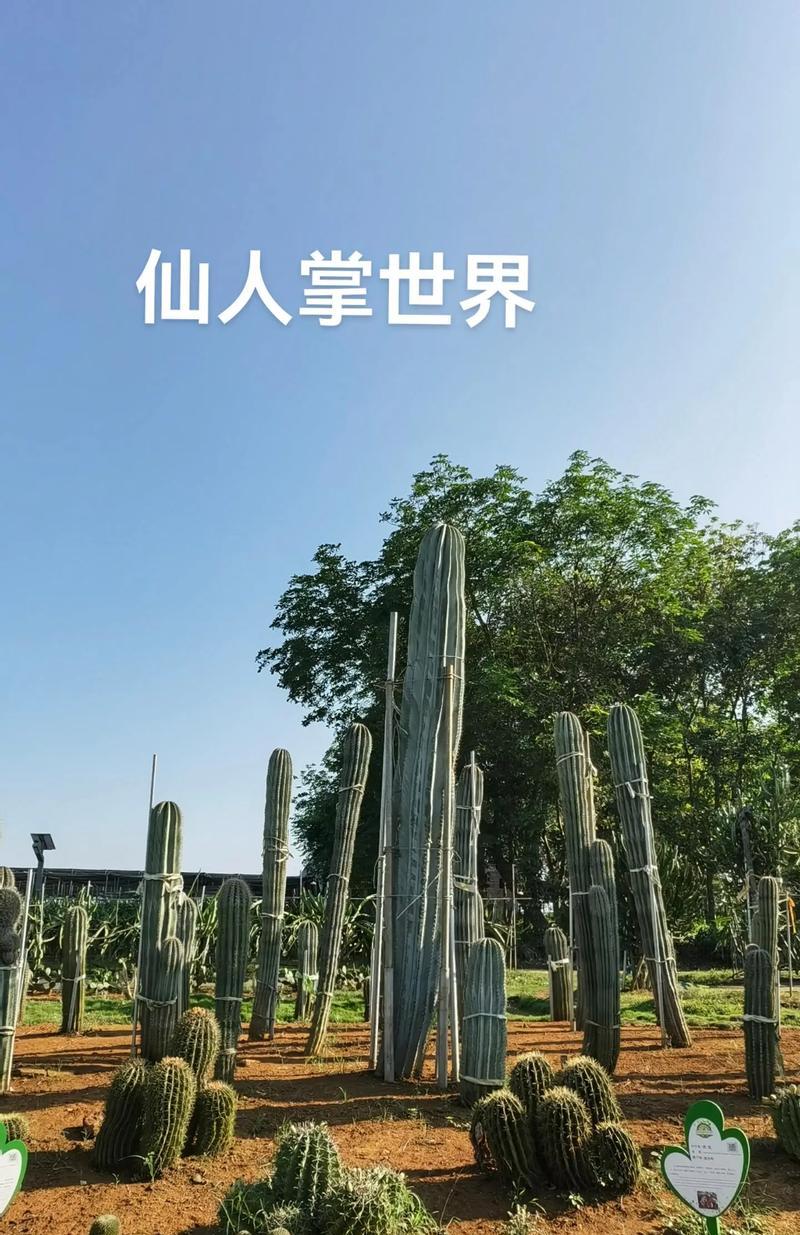仙人掌适合种植在什么类型的盆中？