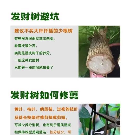 发财树营养液使用指南？如何正确使用营养液促进发财树生长？