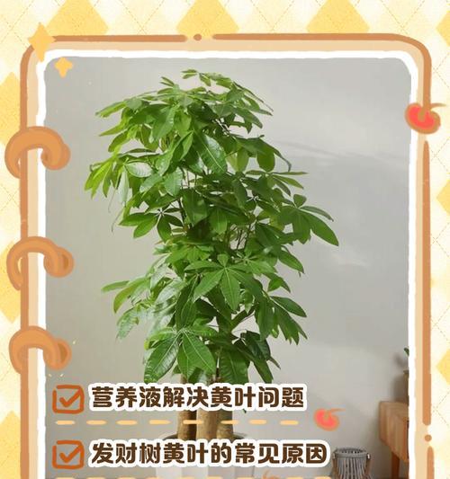 发财树营养液使用指南？如何正确使用营养液促进发财树生长？