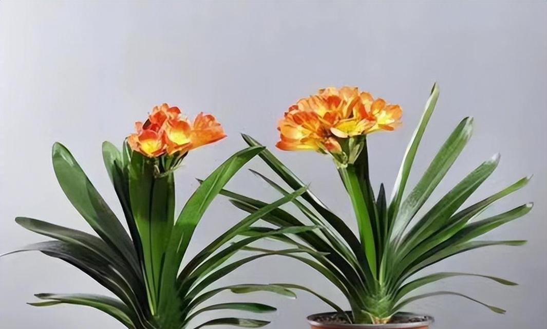 君子兰是属于什么科的植物？
