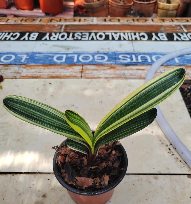 君子兰是属于什么科的植物？