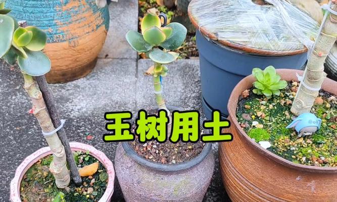 自制养花土的方法是什么？自制养花土需要注意什么？