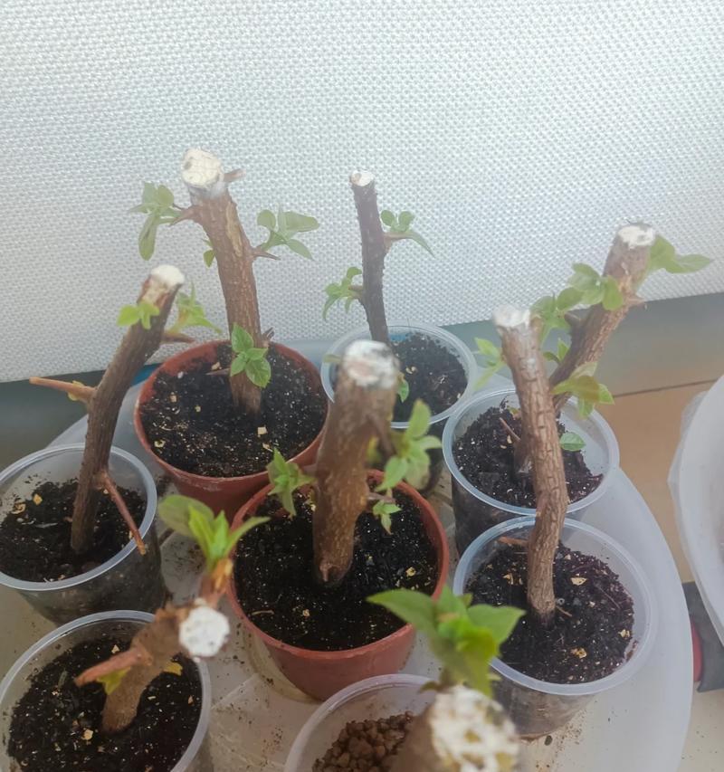 牡丹花插枝的正确方法是什么？
