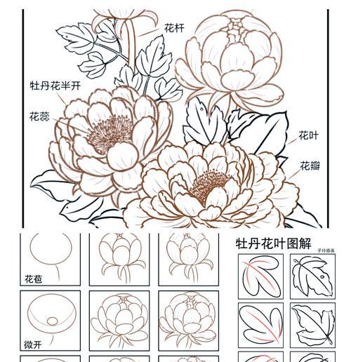 牡丹花插枝的正确方法是什么？