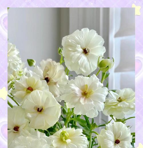 牡丹花插枝的正确方法是什么？