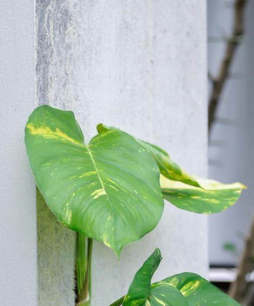 鸟巢蕨孢子的生长和繁殖特点是什么？