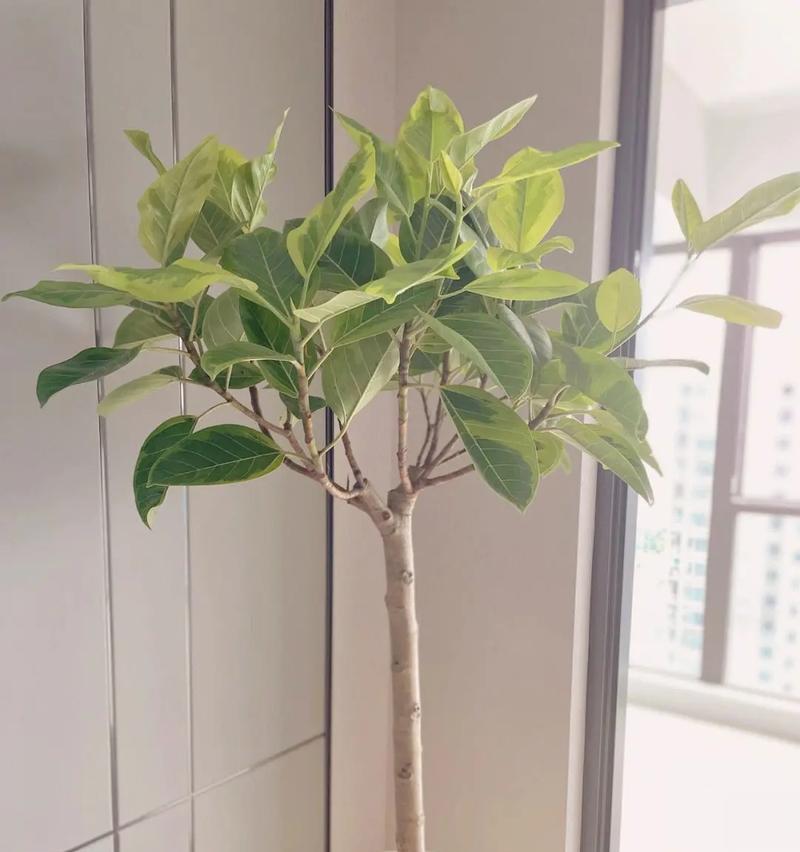 榕树的奥秘：榕树属于什么类型的植物？