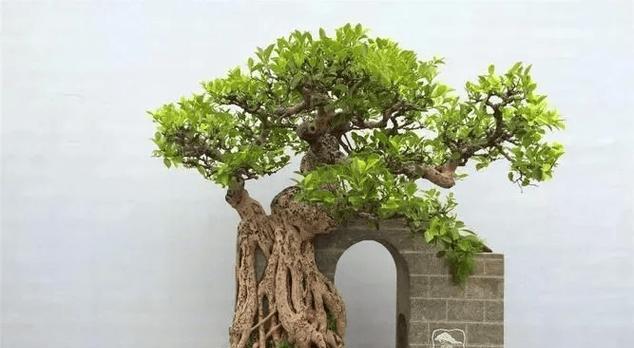榕树盆景有哪些流行品种？如何养护？