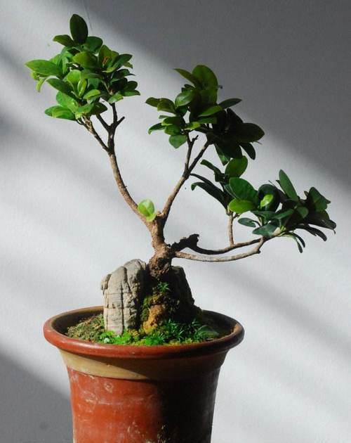 榕树盆景有哪些流行品种？如何养护？