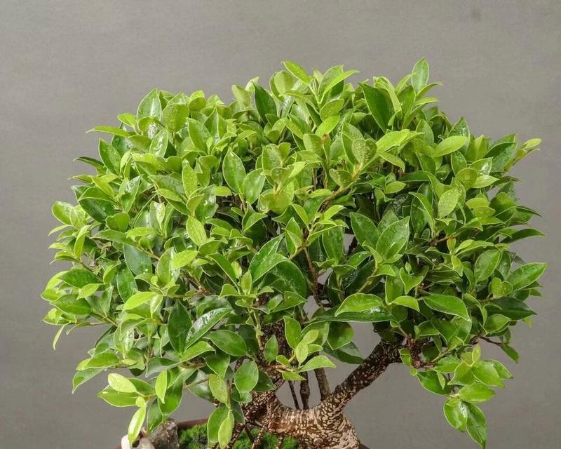 榕树盆景有哪些流行品种？如何养护？
