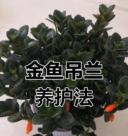 小金鱼吊兰的正确养护方法是什么？