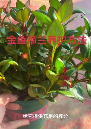 小金鱼吊兰的正确养护方法是什么？