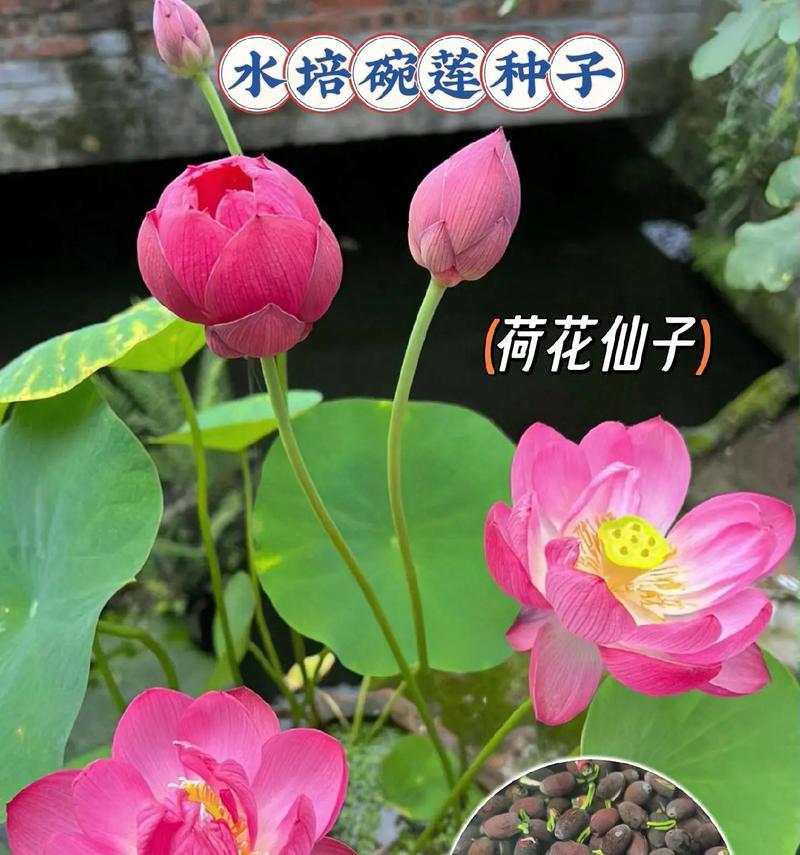 碗莲荷花种植技巧有哪些？怎样才能成功种植碗莲荷花？