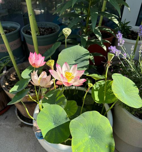 碗莲荷花种植技巧有哪些？怎样才能成功种植碗莲荷花？