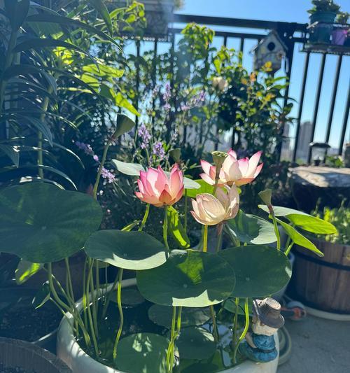 碗莲荷花种植技巧有哪些？怎样才能成功种植碗莲荷花？