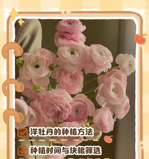牡丹的栽种方法是什么？