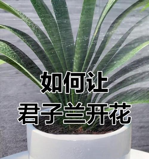 兰草施肥的正确方法是什么？如何避免施肥过多或过少？