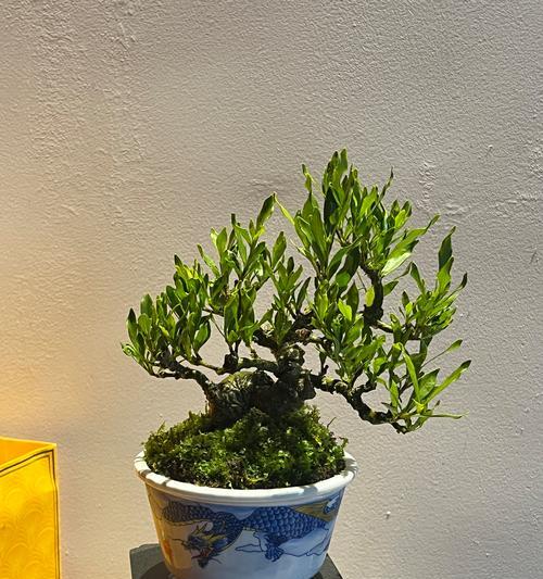 栀子花盆栽的养殖技巧有哪些？