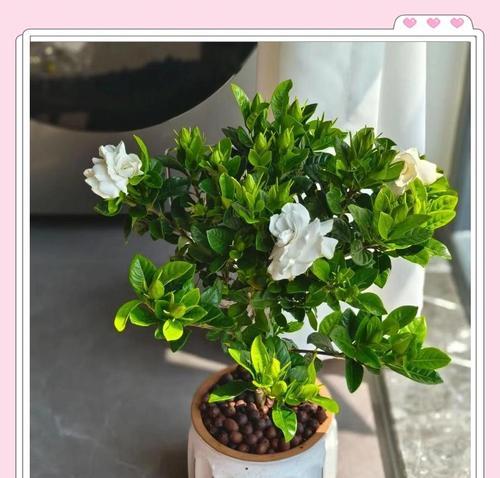 栀子花盆栽的养殖技巧有哪些？