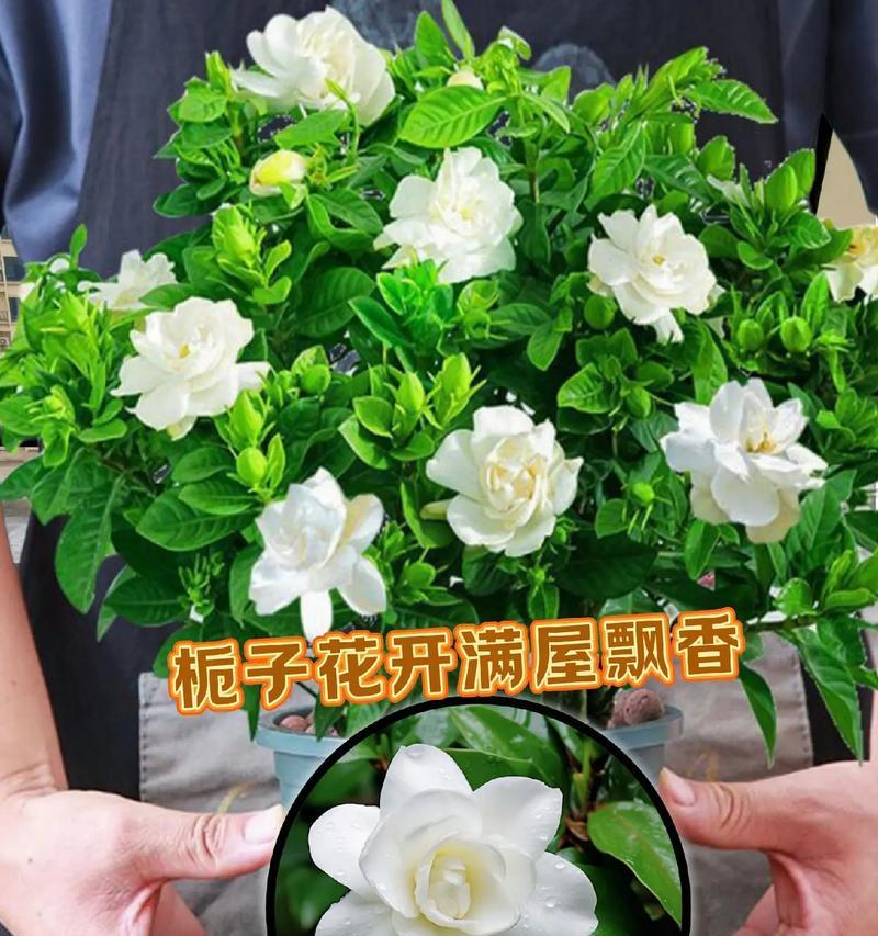 栀子花盆栽的养殖技巧有哪些？
