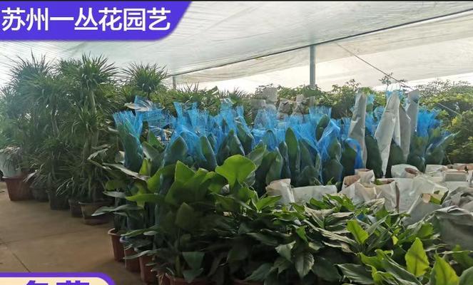 花卉租赁流程是怎样的？如何选择合适的花卉？
