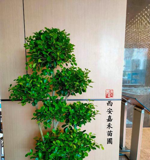 花卉租赁流程是怎样的？如何选择合适的花卉？