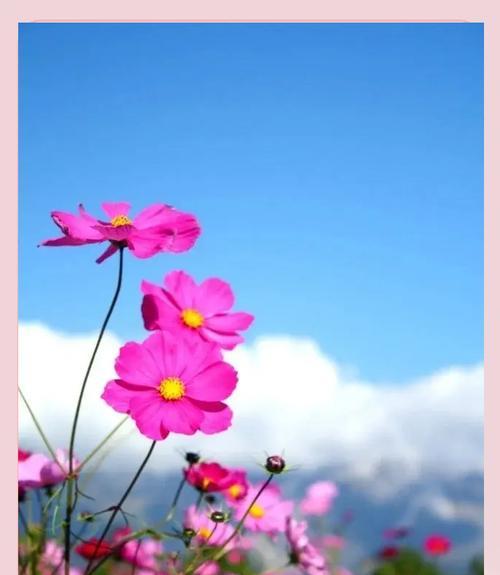格桑花的花语：格桑花代表了什么？