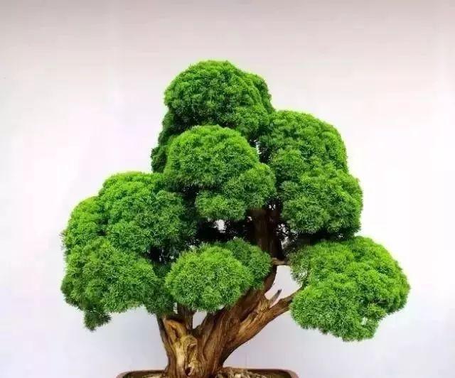 盆景树木有哪些品种？盆景树木品种的选择和养护方法是什么？