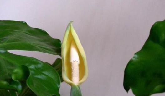 滴水观音不开花的原因是什么？如何促进滴水观音开花？