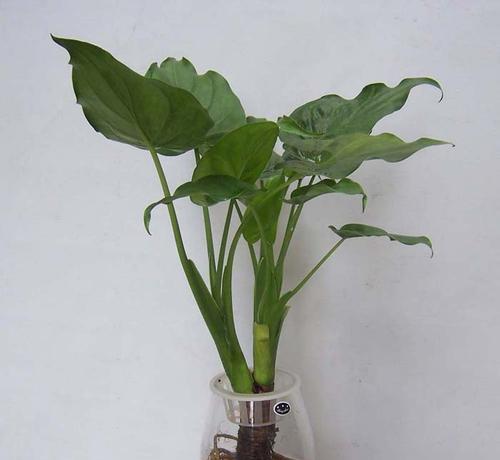 滴水观音不开花的原因是什么？如何促进滴水观音开花？