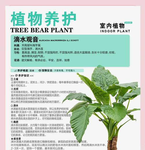 滴水观音不开花的原因是什么？如何促进滴水观音开花？