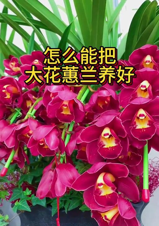 蕙兰怎么浇水？浇水频率和量如何掌握？