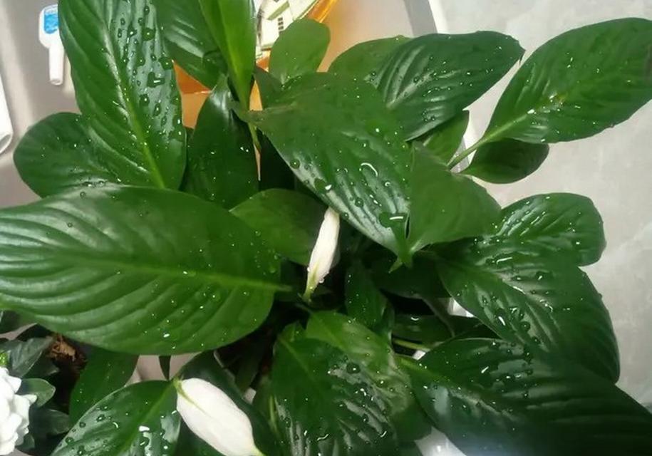 白掌不开花的可能原因是什么？