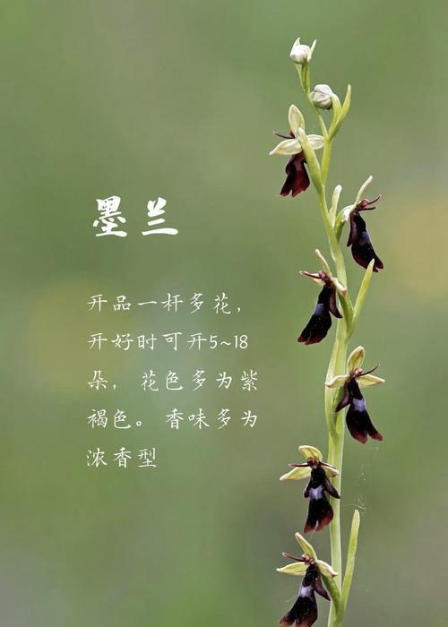 兰花品种如何识别？兰花品种识别的方法有哪些？