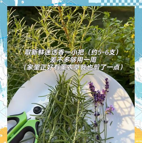 迷迭香修剪的正确步骤是什么？