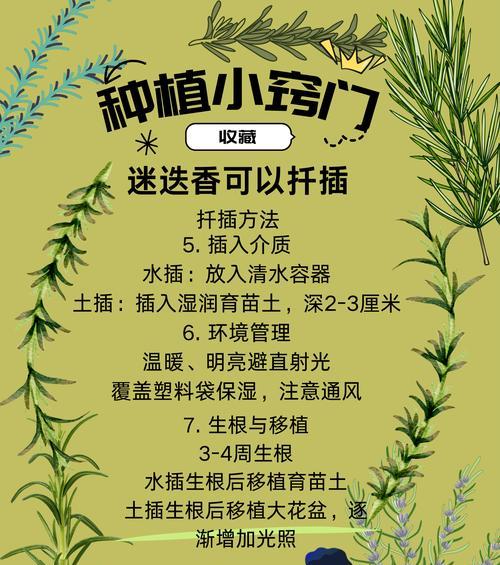 迷迭香修剪的正确步骤是什么？