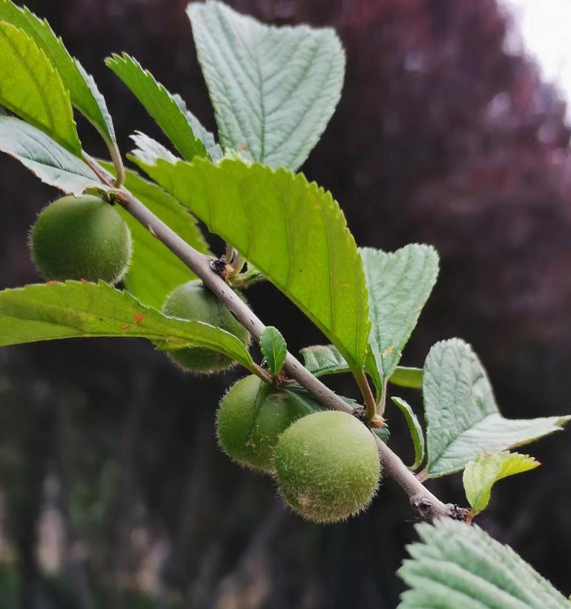 榆叶梅的果实有何特点？