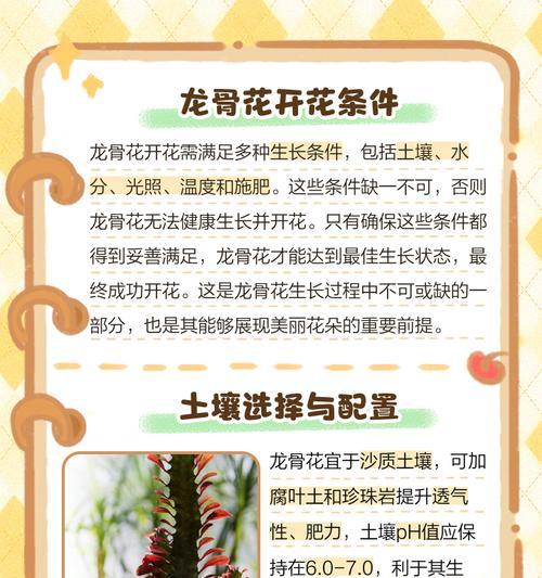 龙骨花扦插技巧是什么？如何正确扦插龙骨花？