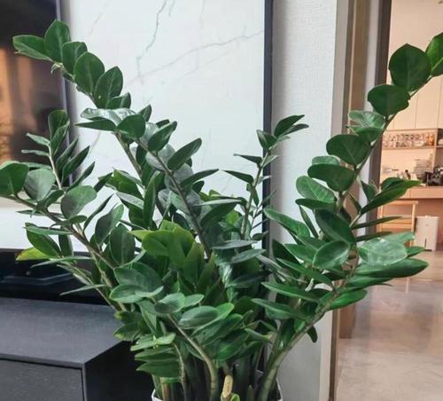 哪些植物适合在室内种植？
