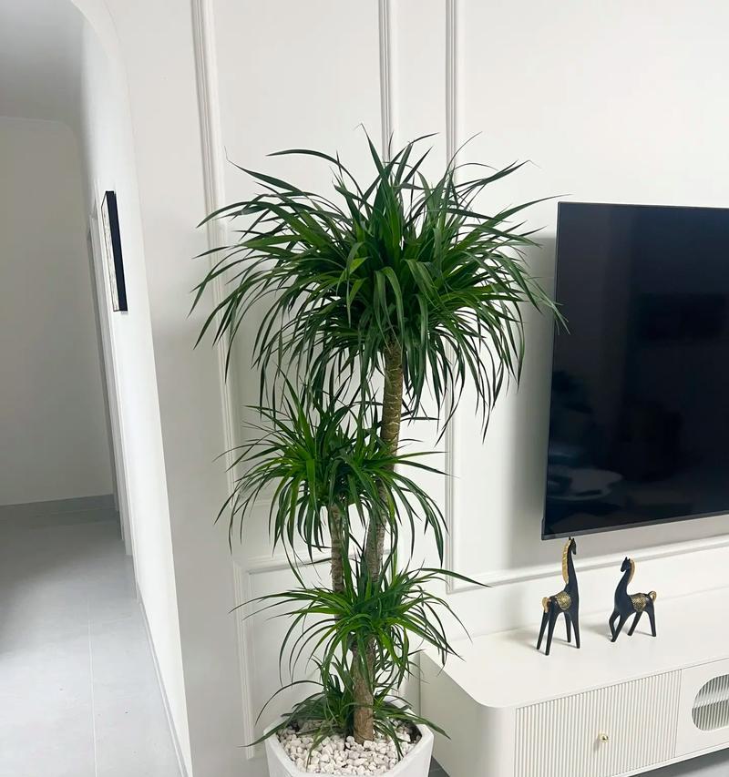 哪些植物适合在室内种植？