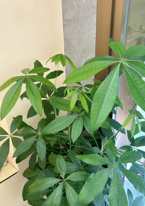 哪些植物适合在室内种植？