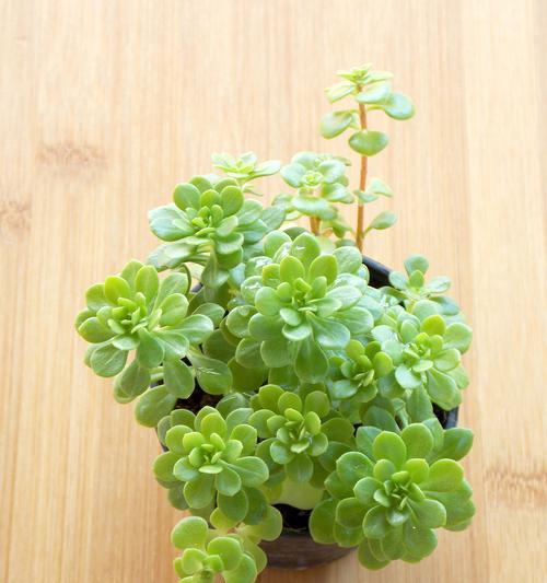 吊珍植物的养殖方法和注意事项是什么？