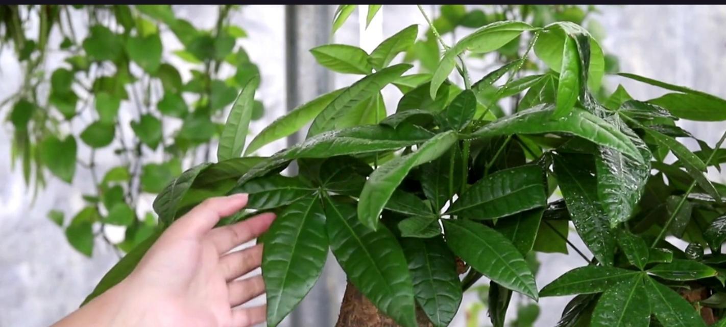 吊珍植物的养殖方法和注意事项是什么？