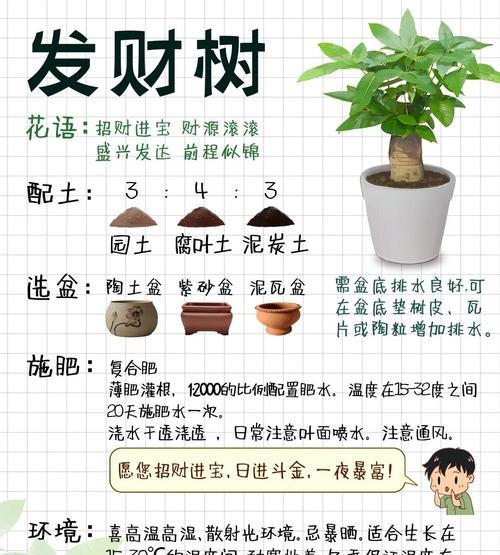 发财树冬季养护要点是什么？如何避免冬季冻害？