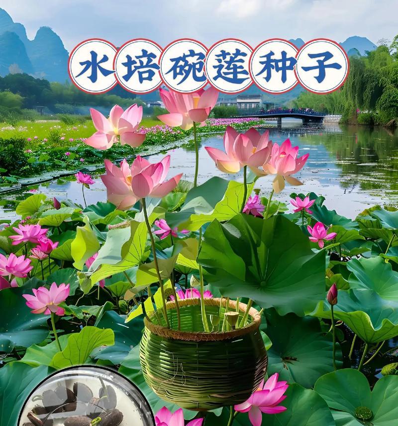 碗莲培育技巧有哪些？怎样才能成功种植？