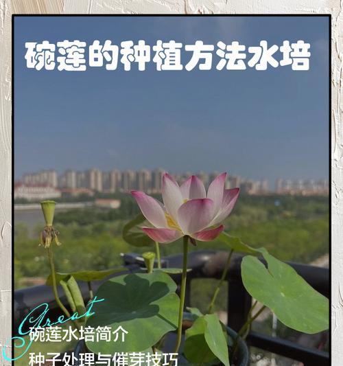碗莲培育技巧有哪些？怎样才能成功种植？