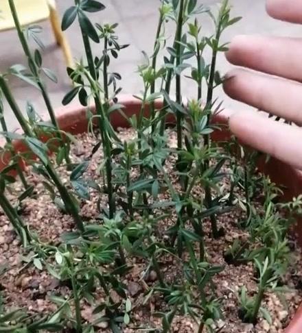 玉兰花繁殖的正确步骤是什么？