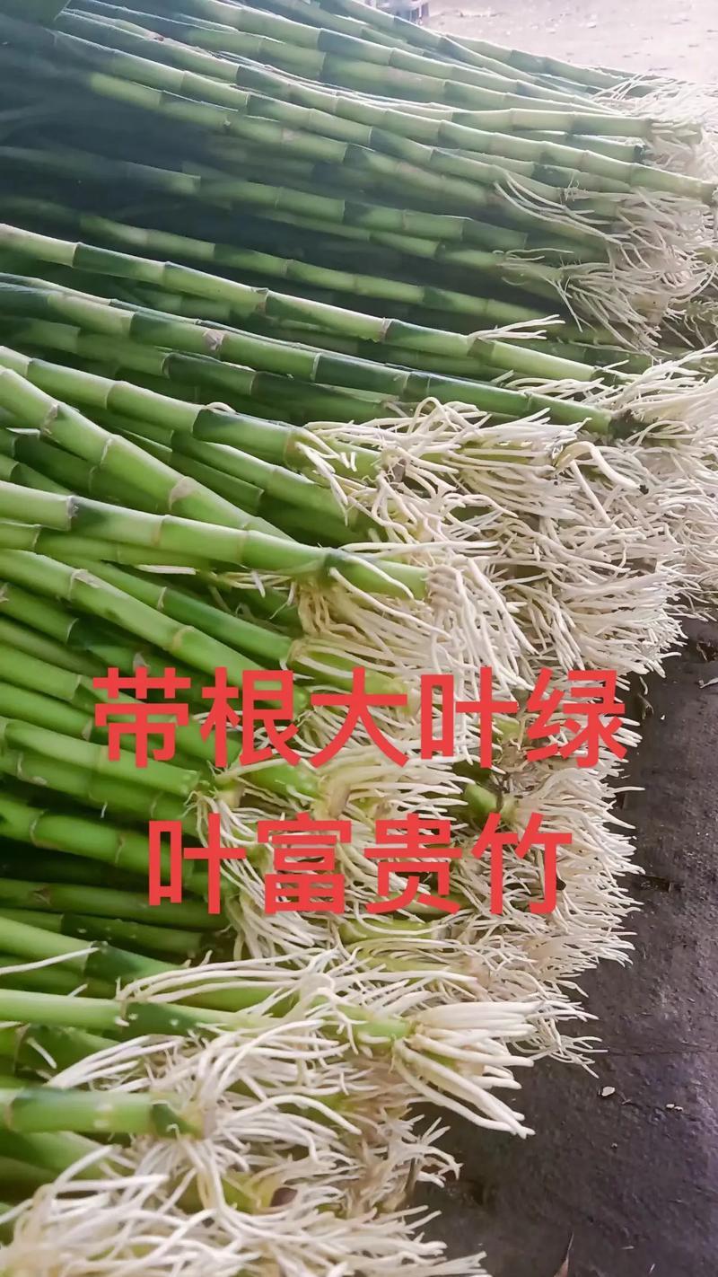 富贵竹水培生根的方法和常见问题是什么？