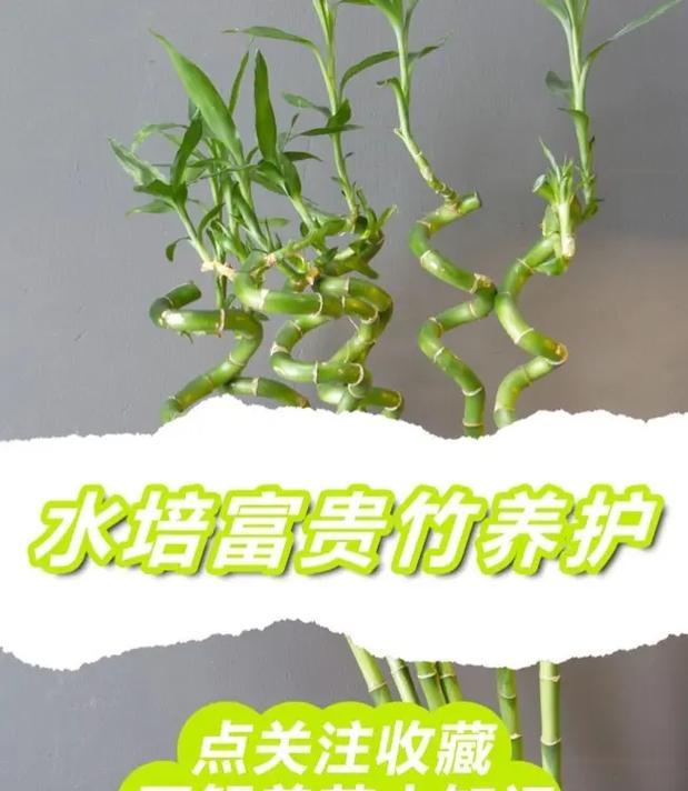 富贵竹水培生根的方法和常见问题是什么？